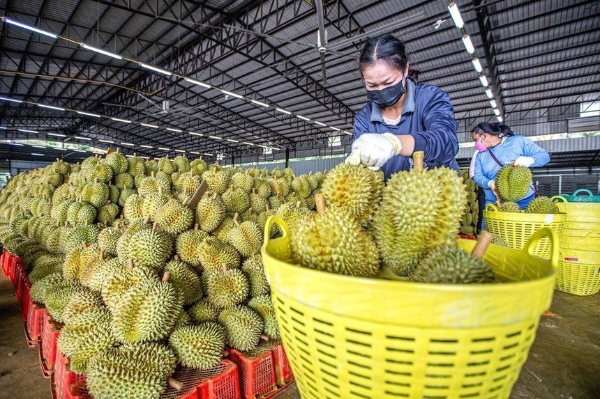 Danh sách phòng kiểm nghiệm, xét nghiệm Cadimi, Vàng O trong sầu riêng

